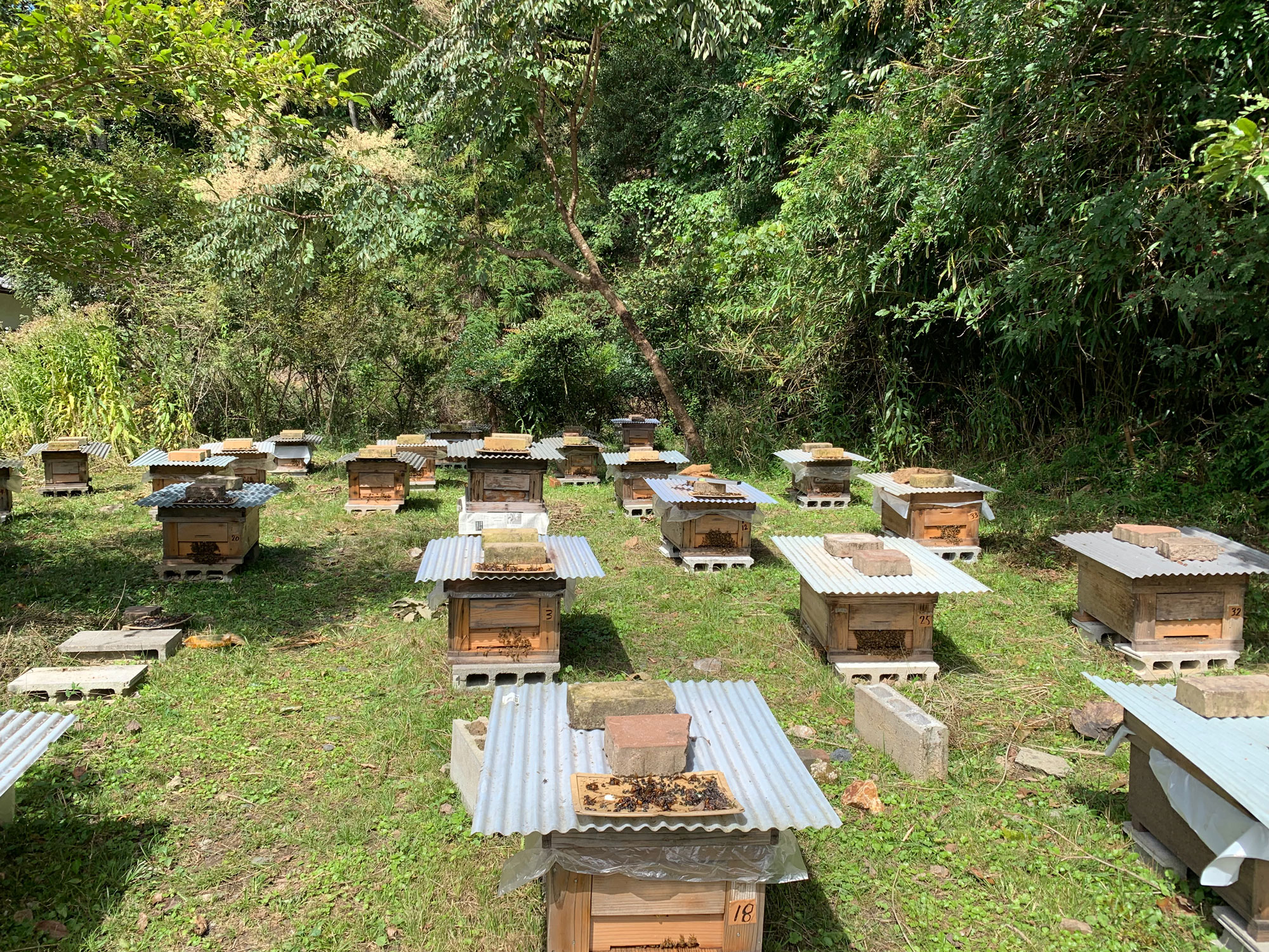 【地域プロジェクト】Beekeeper 和田隆インタビュー